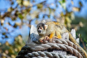 Bolivian Squirrel Monkey (Saimiri boliviensis