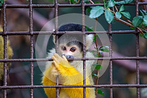 Bolivian Squirrel Monkey (Saimiri boliviensis) spotted outdoors