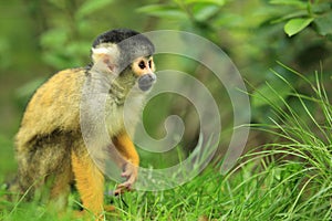 Bolivian squirrel monkey