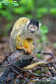 Bolivian squirrel monkey is watching everything