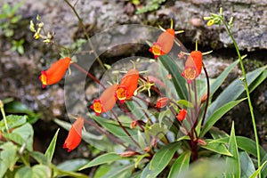 Bolivian Sunset flower in red orange, colorful houseplant growing in Asia