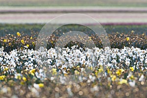 Bollenveld, Bulb field