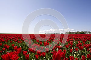 Bollenveld Nederland, Field of tulips Netherlands photo