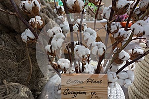 Bolls with cottonwool close-up on natural dried twig of cotton plant