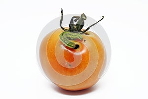 Bollworm damage to a tomato fruit