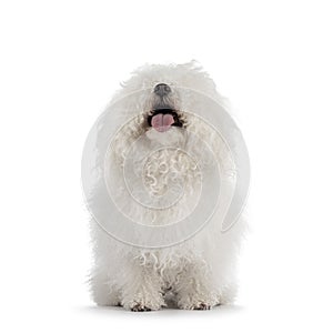 Bolognese dog on white background