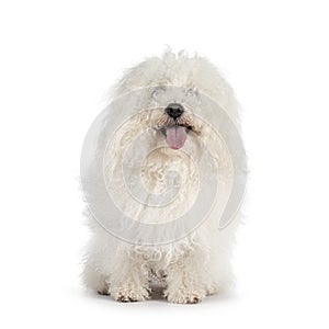 Bolognese dog on white background