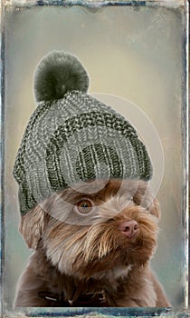 Bolonka with bobble hat