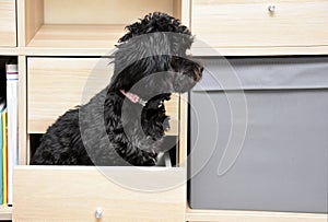 Bolonka puppy in a  drawer