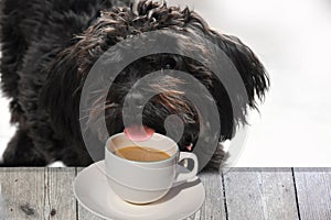 Bolonka puppy secretly tries to taste coffee