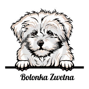 Bolonka Zwetna - dog breed. Color image of a dogs head isolated on a white background