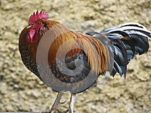 Bolorful rooster