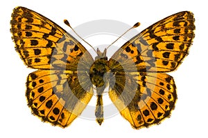 Boloria aquilonaris (Cranberry Fritillary)