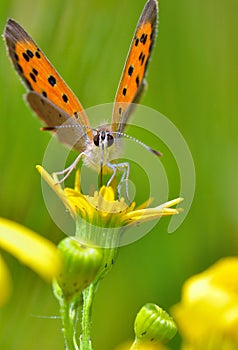 Boloria aquilonaris (Cranberry Fritillary) butterfly