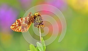 Boloria caucasica 232