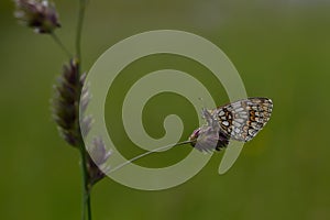   de cerca en naturaleza 