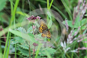 Boloria eunomia, the bog fritillary or ocellate bog fritillary butterfly of the family Nymphalidae