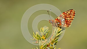 Boloria euphrosyne 195