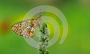 Boloria Euphrosyne 945