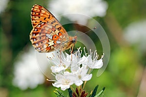 Boloria euphrosyne, Pearl-Bordered Fritillary