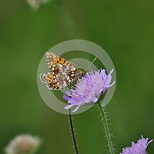 Boloria selene butterfly on purple blossom