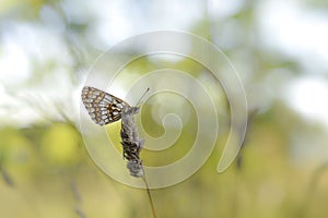 Boloria selene Small pearl-bordered fritillary,