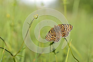 Boloria selene Small pearl-bordered fritillary,