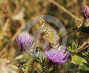 Boloria titania