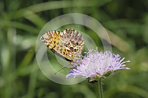Boloria titania, the Titania`s fritillary or purple bog fritillary, is a butterfly of the subfamily Heliconiinae of the family