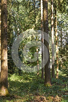 Bolt upright trees on a hill slope in Eifel mountains Germany