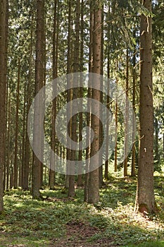 Bolt upright trees on a hill slope in Eifel mountains Germany