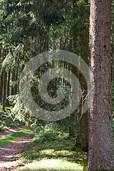 Bolt upright trees on a hill slope in Eifel mountains Germany