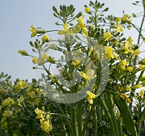 Bolted Broccoli in Bloom