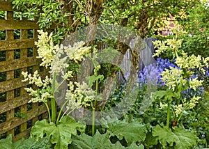 Bolted rhubarb plants flowering in a green and quiet backyard with bright bluebells and white bolting leafy vegetables