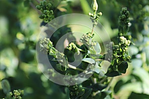 Bolted spinach that has started to bud