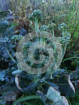 Bolting broccoli photo