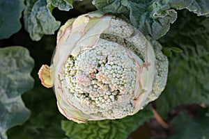 Bolting Rhubarb flower