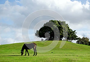 Bolton's Bench in New Forest