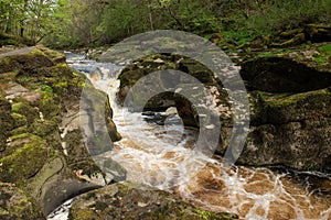 Bolton Strid flowing through mossy rocks in the forest in Yorkshire, England