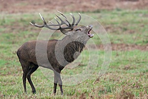 Bolving Red Deer Stag Cervus elaphus