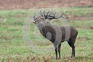 Bolving Red Deer Stag Cervus elaphus