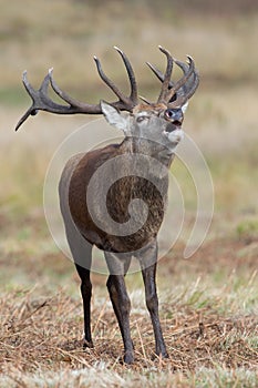 Bolving Red Deer Stag, Cervus elaphus