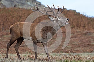 Bolving Red Deer Stag, Cervus elaphus