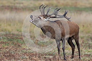 Bolving Red Deer Stag, Cervus elaphus