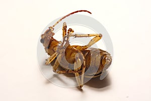 Bombardier beetles on a smooth background.