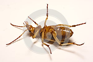 Bombardier beetles on a smooth background.