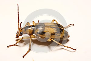 Bombardier beetles on a smooth background.