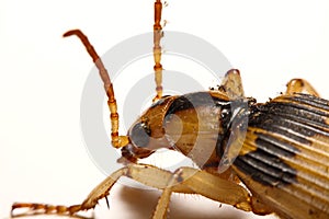 Bombardier beetles on a smooth background.