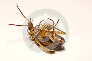 Bombardier beetles on a smooth background.