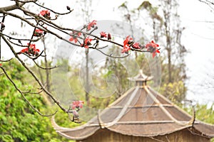 Bombax ceiba  kapok  blooming in Spring with old bamboo pavilion, Zhongshan, Guangdong Province, China. photo